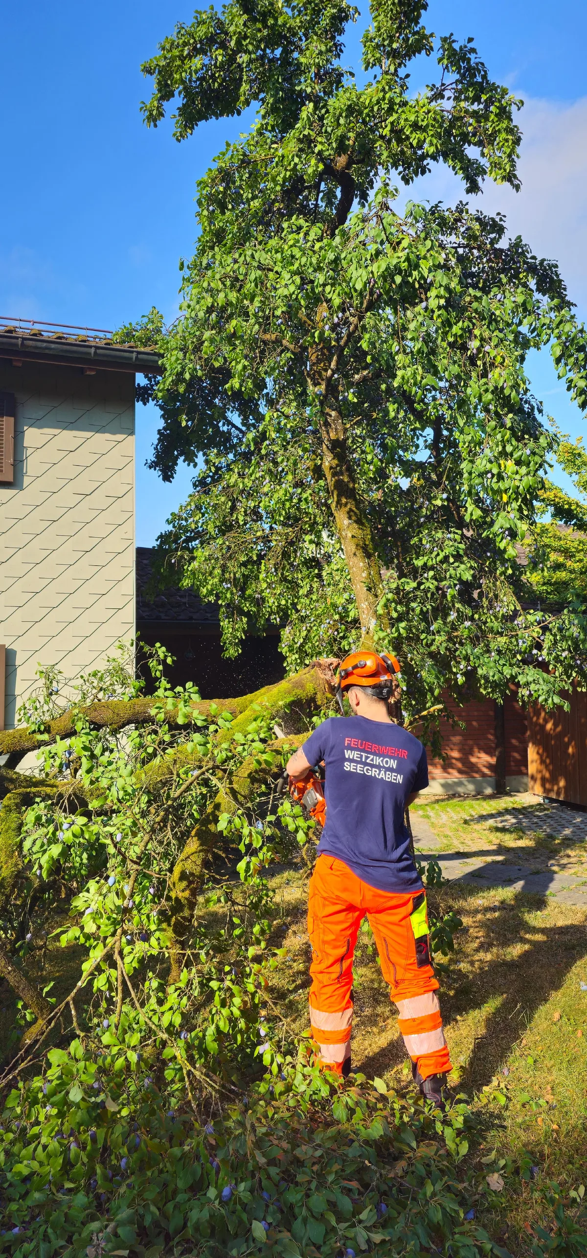 Der Baum hatte in den letzten Tagen mehrere Äste verloren. Man sieht, wie Feuerwehrleute einen Baum stutzen.